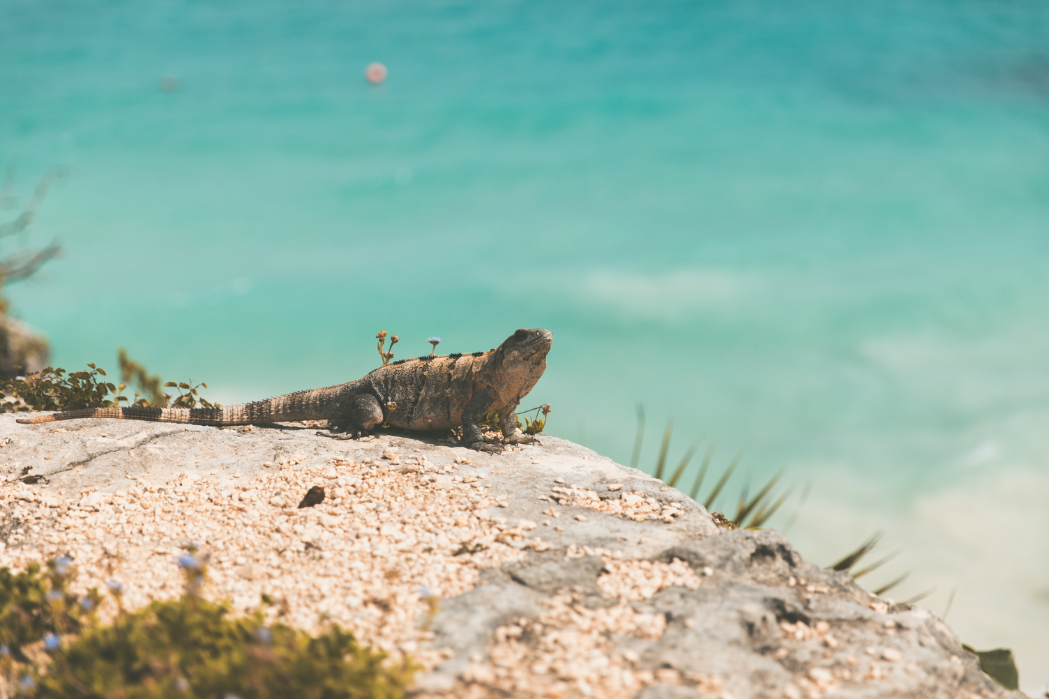 Iguana basking on a rocky ledge overlooking the turquoise sea at Muyil Archaeological Ruins.